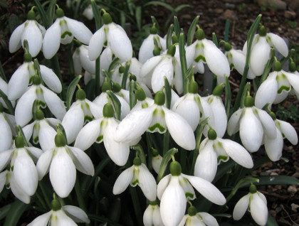 Galanthus 'Castle Eye Shadow'